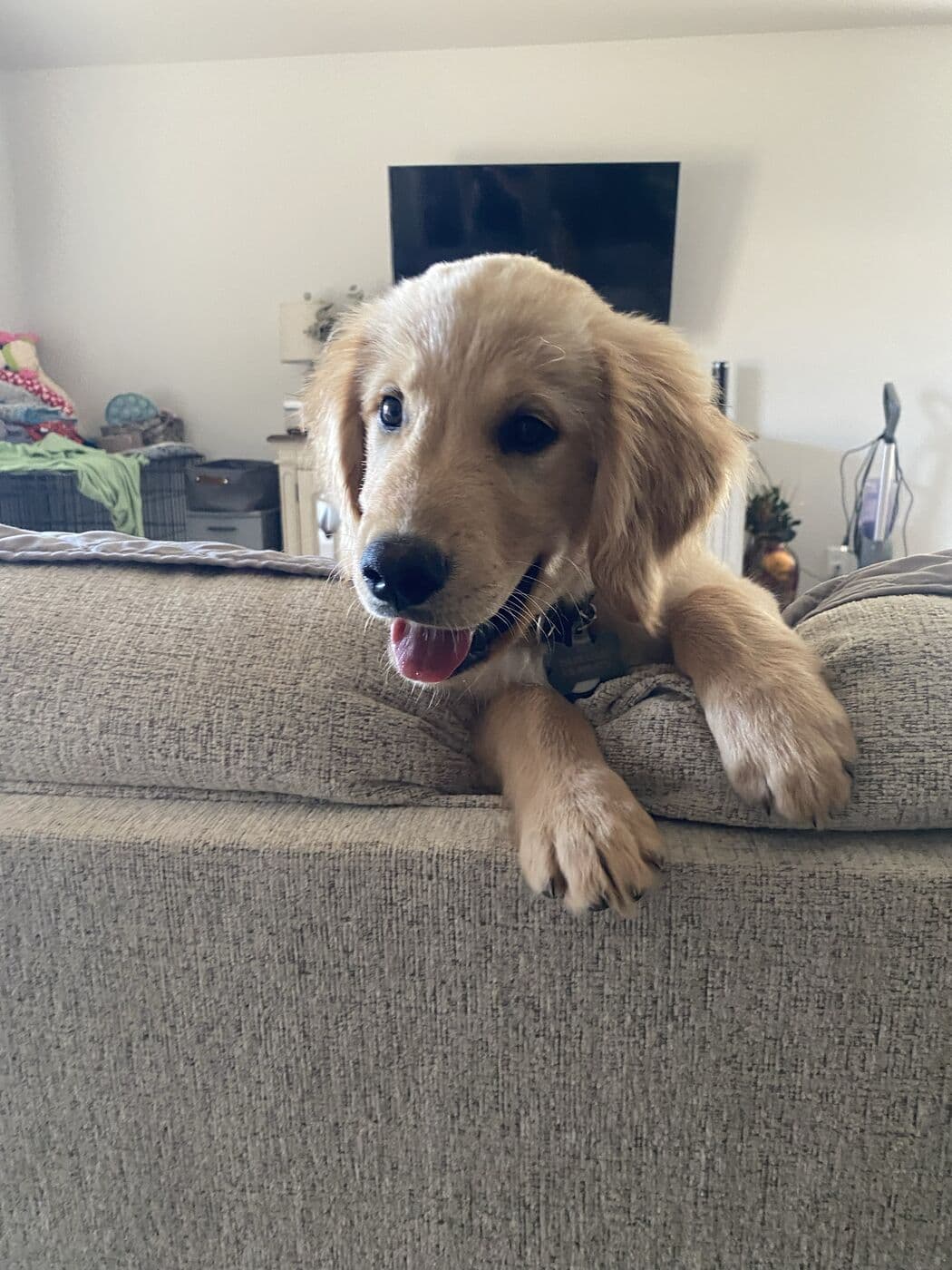 Archie with his head over the arm of the couch