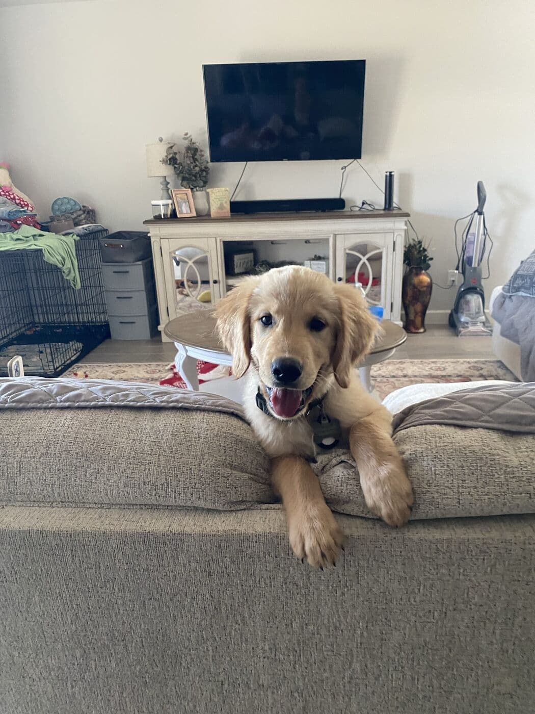 Archie as a puppy stretched out on the couch